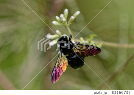 訪花昆虫 タイワンタケクマバチ 訪花昆虫 タイワンタケクマバチ 83166732
