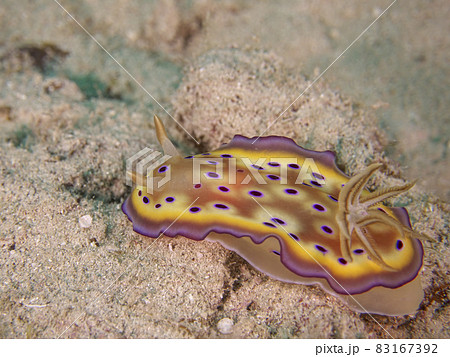 【水中写真】石垣島の海で出会った色とりどりの生き物たち・ウミウシ 83167392