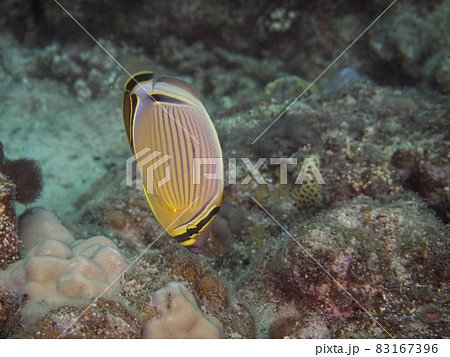 【水中写真】石垣島の海で出会った色とりどりの生き物たち・ミスジチョウチョウウオ 【水中写真】石垣島の海で出会った色とりどりの生き物たち・ミスジチョウチョウウオ 83167396