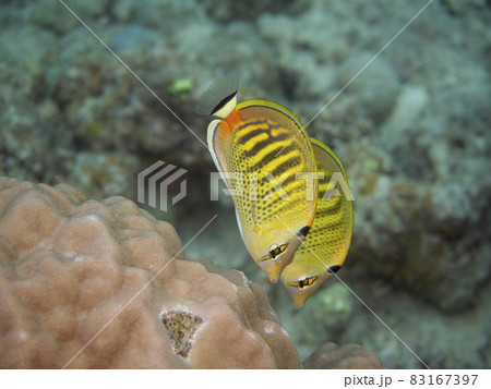 【水中写真】石垣島の海で出会った色とりどりの生き物たち・シチセンチョウチョウウオ 83167397