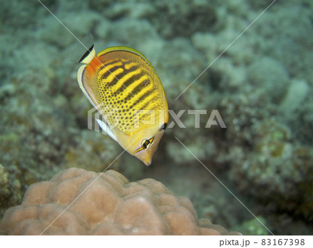 【水中写真】石垣島の海で出会った色とりどりの生き物たち・シチセンチョウチョウウオ 【水中写真】石垣島の海で出会った色とりどりの生き物たち・シチセンチョウチョウウオ 83167398