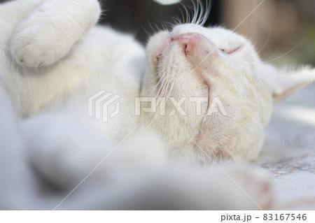Portrait of a cute.The cat sleeps happily. Portrait of a cute.The cat sleeps happily. 83167546