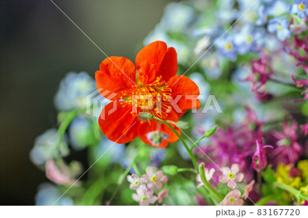 Real pretty orange summer mysterious flower Real pretty orange summer mysterious flower 83167720