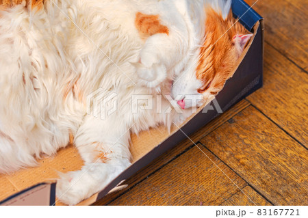 White-red cat sleeps in box 83167721