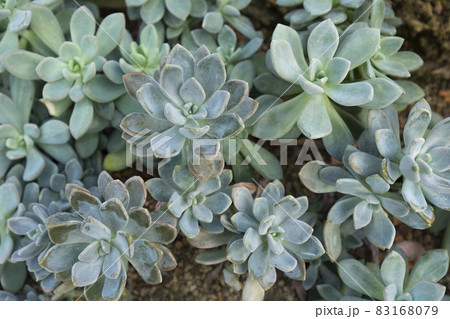Close up of Pachyphytum on stone ground in garden 83168079