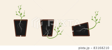 Positive and negative geotropism (gravitropism, gravity). Plant in the pot. Made in vector. 83168210
