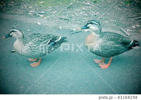 道に佇む親子鴨 83168298