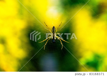 黄色い蜘蛛 83168371