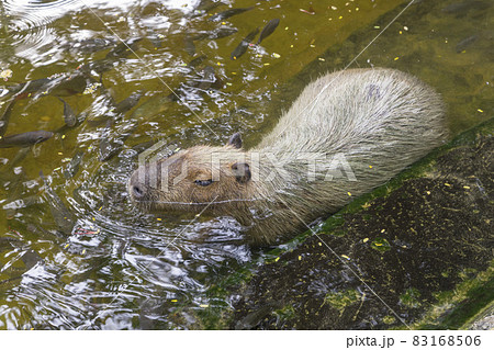 capybaras playing in the pond capybaras playing in the pond 83168506