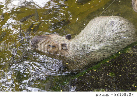 capybaras playing in the pond 83168507