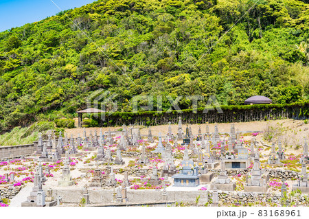 頭ヶ島キリシタン墓地 マツバギク 頭ヶ島キリシタン墓地 マツバギク 83168961
