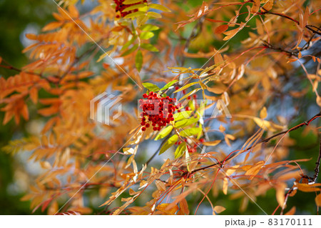 Mountain rowan red ash branch berries on blurred green background. Autumn harvest still life scene. Soft focus backdrop photography. Copy space. 83170111
