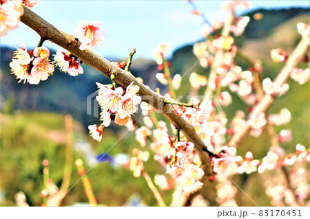 賀名生梅林 83170451