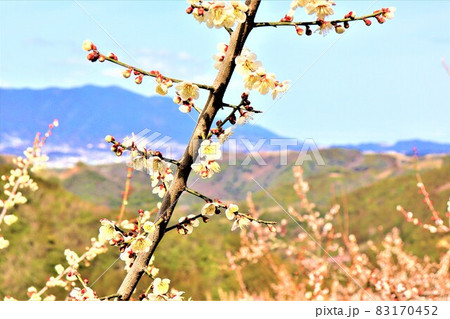 賀名生梅林 83170452