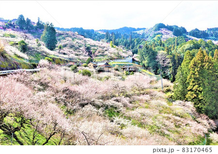 賀名生梅林 83170465