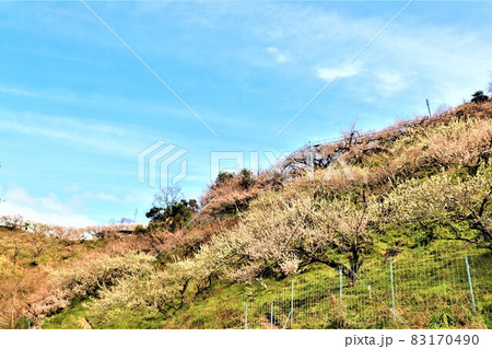 賀名生梅林 83170490