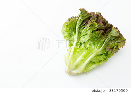 サニーレタス　白バック 83170509