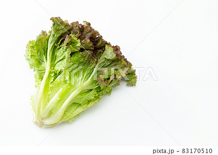 サニーレタス　白バック 83170510