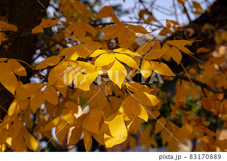Leafy season. Yellow-orange ash leaves on tree branches. Leafy season. Yellow-orange ash leaves on tree branches. 83170889