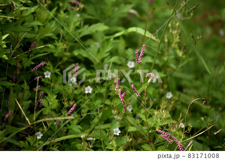 イヌタデの花 イヌタデの花 83171008