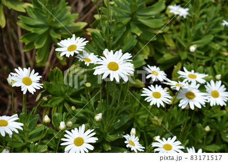 満開のデイジーの花 満開のデイジーの花 83171517
