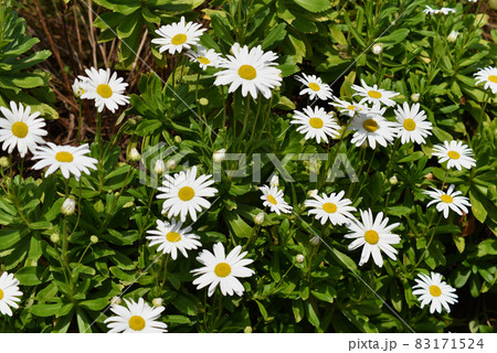 満開のデイジーの花 83171524