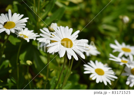 満開のデイジーの花 満開のデイジーの花 83171525