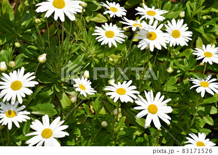 満開のデイジーの花 満開のデイジーの花 83171526
