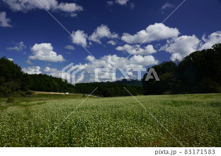 笠の蕎麦畑と山と青空と雲 笠の蕎麦畑と山と青空と雲 83171583