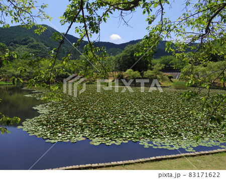 宇和運動公園王子池（愛媛県西予市宇和町） 83171622