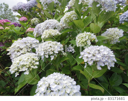 あじさい畑（紫陽花） 83171681