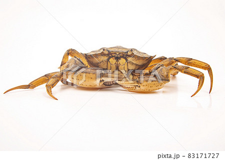 Yellow sea crab on a white background. 83171727