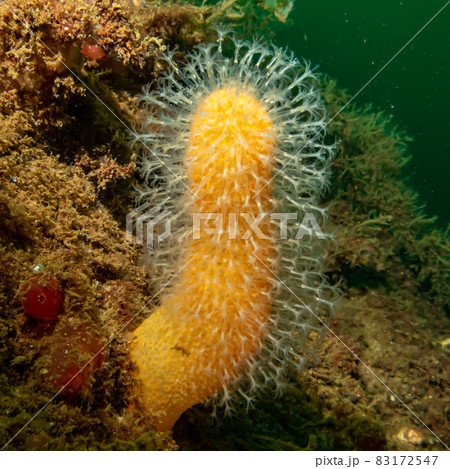 A closeup picture of the soft coral dead man's fingers or Alcyonium digitatum. Picture from the Weather Islands, Skagerrak Sea, Sweden 83172547