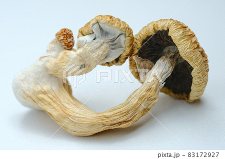 Macro view of psilocybin mushrooms on white background. Dried psychedelic magic mushroom Golden Teacher. 83172927