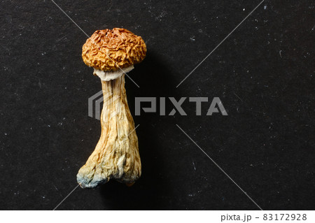 Macro of a big psilocybin mushroom on black paper background. Psychedelic magic mushroom Golden Teacher. Macro of a big psilocybin mushroom on black paper background. Psychedelic magic mushroom Golden Teacher. 83172928