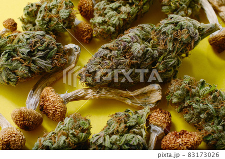Macro view of dried psilocybe mushrooms and marijuana buds on yellow background. 83173026