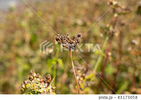 蕎麦の実　栽培　（11月） 83173058