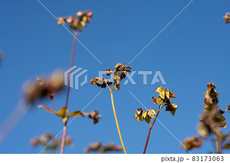 蕎麦の実と青空　栽培　（11月） 83173063