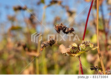 蕎麦の実 栽培 (11月) 蕎麦の実 栽培 (11月) 83173064