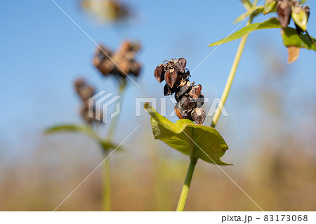 蕎麦の実　栽培　（11月） 83173068