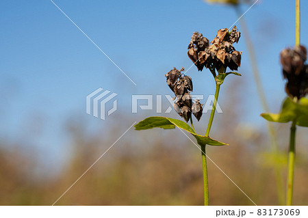 蕎麦の実　栽培　（11月） 83173069