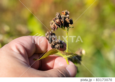 蕎麦の実　栽培　男性の手　（11月） 83173070