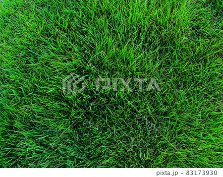 深緑色の細かな芝の葉の背景画像 深緑色の細かな芝の葉の背景画像 83173930
