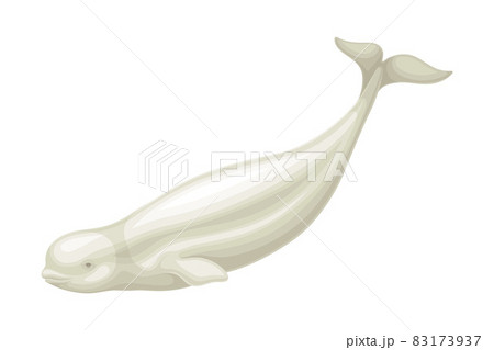 Beluga Whale as Aquatic Placental Marine Mammal with Flippers and Large Tail Fin Closeup Vector Illustration Beluga Whale as Aquatic Placental Marine Mammal with Flippers and Large Tail Fin Closeup Vector Illustration 83173937