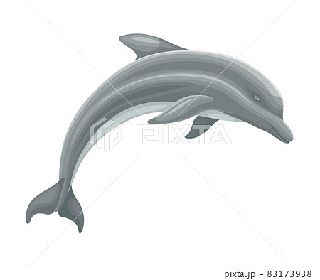 Oceanic Dolphin as Aquatic Placental Marine Mammal with Flippers and Large Tail Fin Closeup Vector Illustration 83173938
