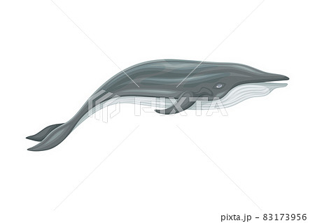 Minke Whale as Aquatic Placental Marine Mammal...のイラスト素材 [83173956] - PIXTA