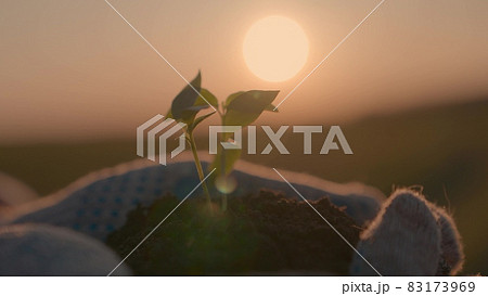 small green sprout in the hands at sunset, the seedling grows in the fertilized soil of the earth in the palm of your hand, planting a vegetable tree in the ground in the sun, agriculture 83173969