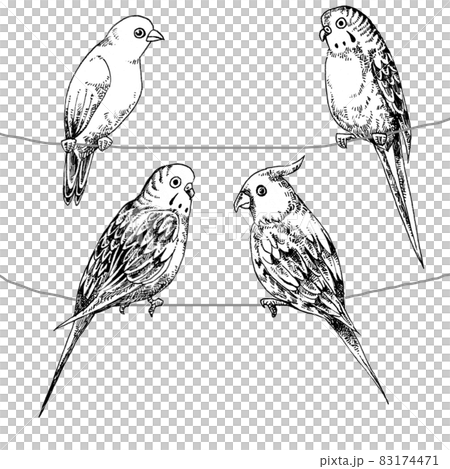 Parakeet gathering hand-drawn illustration Parakeet gathering hand-drawn illustration 83174471