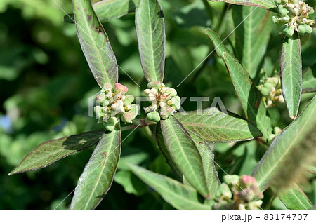 ショウジョウソウモドキ ショウジョウソウモドキ 83174707