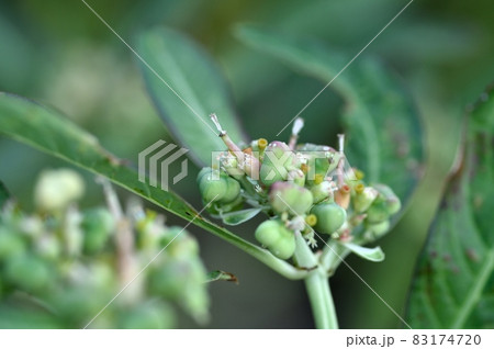 ショウジョウソウモドキ 83174720